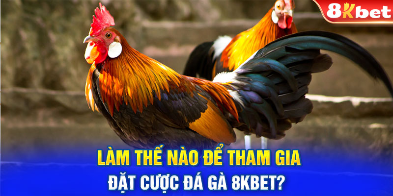 Làm thế nào để tham gia đặt cược đá gà 8KBET?