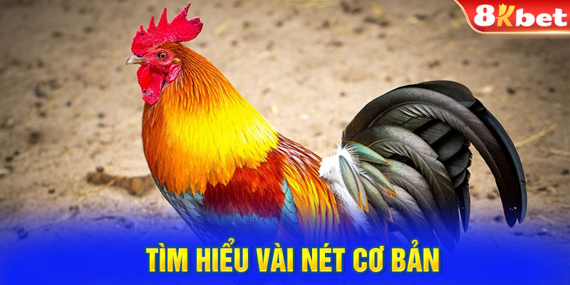 Đá gà cựa dao - Tìm hiểu vài nét cơ bản